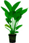 Ap-echinodorus harbii 5 cm pot