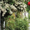 Customize it - Tuindoek alley roses 210x140cm rood