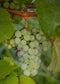 Goed & Groen - Witte druif ‘Vitis Lakemont’ (Tasty Green) -↨ 50cm - Potmaat 19cm - Kwaliteit Planten - Tuin Plant - Tuinplantenplanten - Sfeer