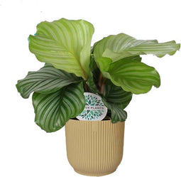 Calathea orbifolia in ELHO ® Vibes Fold Rond (botergeel) - Forever Plants - Handmatig - Groene plant- Hoogte 45 cm