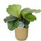 Calathea orbifolia in ELHO ® Vibes Fold Rond (botergeel) - Forever Plants - Handmatig - Groene plant- Hoogte 45 cm