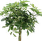 Schefflera Arboricola Nora - Bakker Mondo - Groene Plant- Hoogte 80 cm