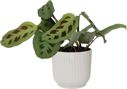 Maranta leuconeura ‘Kerchoveana’ in ELHO sierpot Vibes Fold (zijdewit) ↨ 20cm - hoge kwaliteit planten