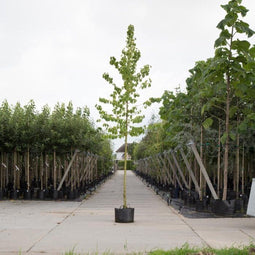 Boomhazelaar Corylus corlurna h 350 cm st. omtrek 12 cm