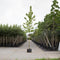 Boomhazelaar Corylus corlurna h 350 cm st. omtrek 12 cm
