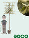 Steeneik leiboom 150 cm | Quercus ilex 4-6 cm 150 cm| Bomenbezorgd.nl