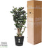 Polyscias Fabian in Elho® Greenville pot ↨ 120cm - hoge kwaliteit planten