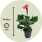 Plant in a Box - Canna 'Cannova' - Bloemriet - Canna Lily Roze - Bloeiende Plant - Pot 17cm - Hoogte 35-45cm