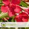 Plant in a Box - Nerium Oleander - Tuinplant - Pot 21cm - Hoogte 80-90cm