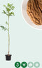 Walnotenboom 'Bella Maria' | Juglans r. 'Bella Maria' 2-4 cm | Bomenbezorgd.nl