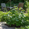 Plant in a Box - Rubus fruticosus 'Thornfree' - Set van 2 - Braam - Doornloze zwarte braam - Fruitplanten - Struik - ⌀15cm - Hoogte 50-60cm