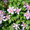 Plant in a Box - Mix van 6 Clematis - Clematis hybrid 'Mme Le Coultre', 'Hagley Hybrid', 'Polish Spirit' - Pot 9cm - Hoogte 25-40cm
