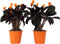 Plant in a Box - Calathea Crocata - Luchtzuiverend - Set van 2 kamerplanten - Pot 14cm - Hoogte 40-50cm