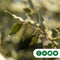 Steeneik Quercus ilex h 275 cm st. omtrek 7 cm st. h 170 cm