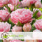 Plant in a Box - Tulipa Dreamer - Tulpenbollen x20 - Bloembollen voor Tuin, Terras of Balkon