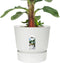 Bananenplant in Elho® Greenville pot – ↨ 80 cm – ⌀ 24 cm