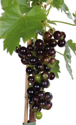 Goed & Groen - Blauwe druif 'Vitis Venus' (pitloos) -↨ 70cm - Potmaat 21cm - Kwaliteit Planten - Tuin Plant - Tuinplantenplanten - Sfeer