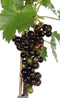 Goed & Groen - Blauwe druif 'Vitis Venus' (pitloos) -↨ 70cm - Potmaat 21cm - Kwaliteit Planten - Tuin Plant - Tuinplantenplanten - Sfeer