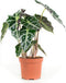 Alocasia Polly