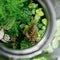 Growing Concepts DIY Duurzaam Ecosysteem Giants Ecolight XL - 20 Liter - Planten - Botanische Mix - H42xØ40cm