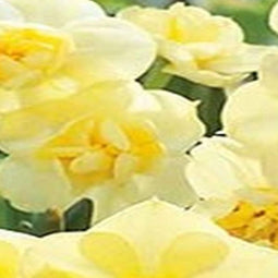 5 stuks - JUB - Narcissus Yellow Cheerfulness 4 bollen