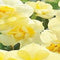 5 stuks - JUB - Narcissus Yellow Cheerfulness 4 bollen