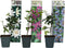 Plant in a Box - Mix van 6 Passiflora - Passievrucht - Klimplant - Pot 9cm - Hoogte 25-40cm