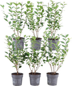 Plants by Frank | 1 strekkende meter ligusterhaag | 6x Ligustrum Ovalifolium Ø12 cm - 20 cm | winterharde haagplanten | Halfwintergroene haag | Tuinplanten | Planten