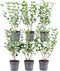 Plants by Frank | 1 strekkende meter ligusterhaag | 6x Ligustrum Ovalifolium Ø12 cm - 20 cm | winterharde haagplanten | Halfwintergroene haag | Tuinplanten | Planten
