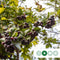 Appelbes hoogstam Aronia prunifolia Viking h 225 cm st. omtrek 6 cm...