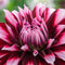 Plant in a Box - Dahlia 'Tartan' - set van 3 - zomerbloeiers - dahliaknollen - tuinbloemen - Roze/Paars