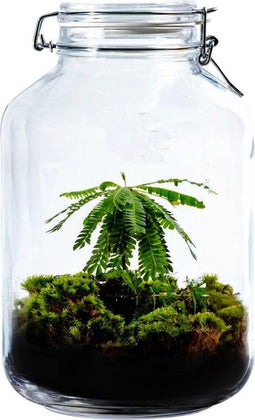 Growing Concepts DIY Duurzaam Ecosysteem Weckpot 5L - Planten - Biophytum Sensitivum - H28xØ18cm