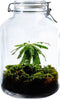 Growing Concepts DIY Duurzaam Ecosysteem Weckpot 5L - Planten - Biophytum Sensitivum - H28xØ18cm