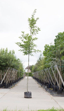 Amerikaanse eik | Quercus rubra 14-18 cm | Bomenbezorgd.nl