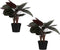 Mica Decorations Calathea Roseopicta Kunstplant - H60 x Ø40 cm - Bordeaux