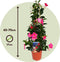 Plant in a Box - Mandeville 'Rio Hot Pink' - Dipladenia - Bloeiende tuinplant - Klimplant - Terras- en balkon plant - Pot 17cm - Hoogte 60-70cm