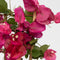 Plant in a Box - Bougainvillea - Bougainvillea op rek - Roze bloemen - Klimplant - Tuinplant - Pot 17cm - Hoogte 50-60cm
