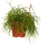 Goed & Groen - Rhipsalis cashero - ↨ 20cm - Potmaat 12 - Kwaliteit Planten - Kamer Plant - Kamerplanten - Sfeer