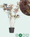 Rode Perzische slaapboom meerstammig Albizia julibrissin Summer Cho...