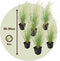 Plant in a Box - Stipa tenuifolia 'Pony Tails' - Set van 6 Stipa 'ponytail' grassen - Verdergras - Pot 9cm - Hoogte 20-30cm