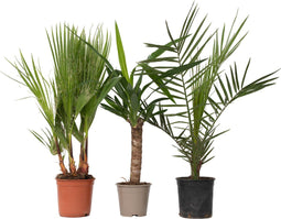 Plant in a Box - Mix van 3 Palmen - Kamerplanten - Phoenix - Yucca Washingtonia - Pot 14/15cm - Hoogte 50-70cm