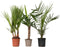 Plant in a Box - Mix van 3 Palmen - Kamerplanten - Phoenix - Yucca Washingtonia - Pot 14/15cm - Hoogte 50-70cm