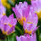 Plant in a Box - Tulipa bakeri Lilac Wonder - Tulpenbollen x100 - Bloembollen - Vroege bloeiers voor in de tuin - Hollandse pracht