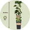 Plant in a Box - Humulus lupulus 'Nordbrau' - 4 Klimplanten - Hopplanten - Pot 15cm - Hoogte 50-60cm