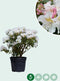 Rhododendron Cunninghams White | Rhododendron 'Cunningham's White | Bomenbezorgd.nl
