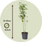 Plant in a Box - Japanse esdoorn - Acer palmatum 'Going Green' - Hoogte 25-40cm - Potmaat 10,5cm - boom - groen