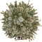 Picea glauca 'Sander's Blue' - Dwergspar - Planthoogte: 50-60 cm - Pot Ø 23 cm (5 liter)