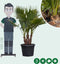 Mexicaanse waaierpalm meerstammig Washingtonia robusta 130 cm