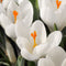 Plant in a Box - Crocus White - Bloembollen x30 - Krokus - Krokussen uit Nederland - Wit - Vroege bloeier