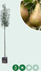Grote perenboom Conference | Pyrus C. Conference 10-14 cm | Bomenbezorgd.nl